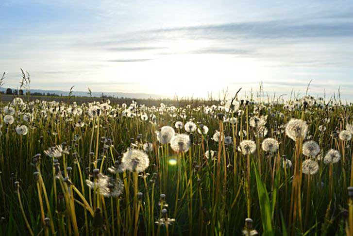 Allergies - Palmgren Acupuncture Oak Park, IL