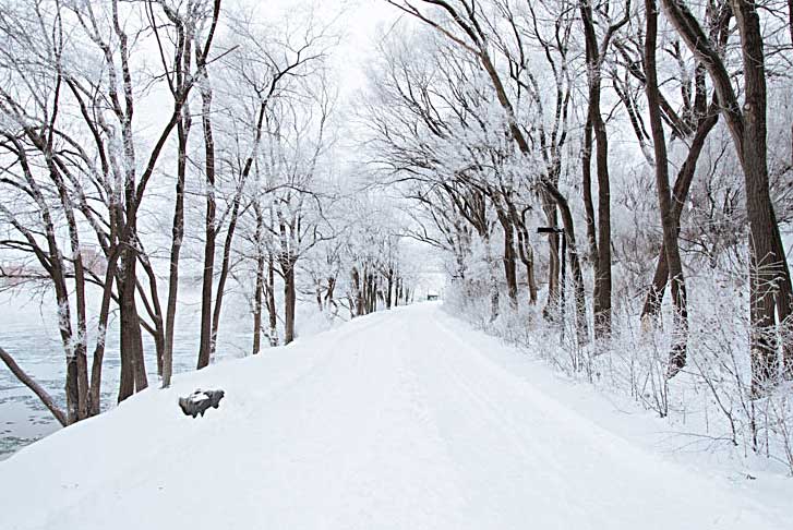 Winter Snow Path - Palmgren Acupuncture Oak Park, IL