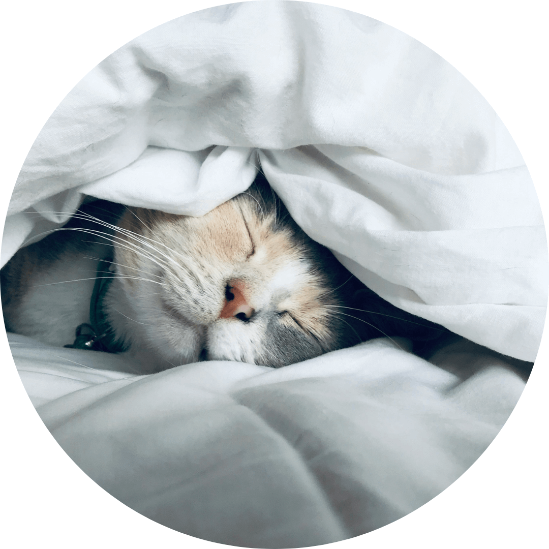 Copy of Untitled Design (6) (1) gray cat sleeping under white comforter
